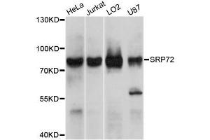 Western blot analysis of extracts of various cell lines, using SRP72 antibody. (SRP72 Antikörper)