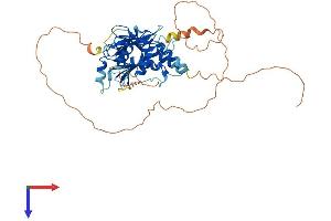 IRF4 Protein (AA 1-450) (His tag)