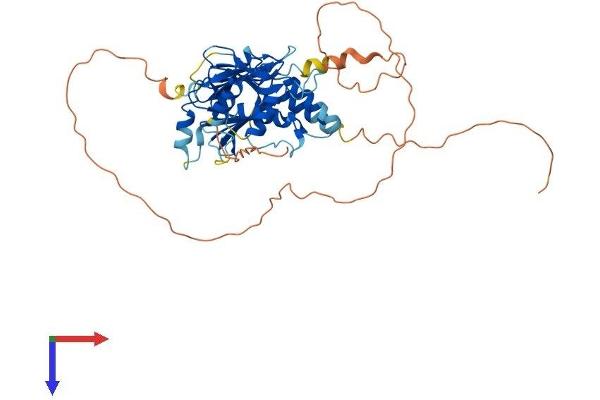 IRF4 Protein (AA 1-450) (His tag)