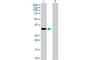 Western Blot analysis of IL1A expression in transfected 293T cell line by IL1A MaxPab polyclonal antibody. (IL1A Antikörper  (AA 1-271))