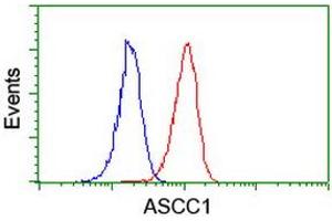 Image no. 3 for anti-Activating Signal Cointegrator 1 Complex Subunit 1 (ASCC1) antibody (ABIN1496741) (ASCC1 Antikörper)