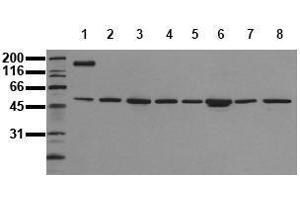 Western Blotting (WB) image for anti-c-Fos (c-Fos) (N-Term) antibody (ABIN126801) (c-FOS Antikörper  (N-Term))