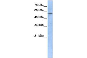WB Suggested Anti-HMGCS1 Antibody Titration:  1 ug/ml  Positive Control:  293T cells lysate HMGCS1 is supported by BioGPS gene expression data to be expressed in HEK293T (HMGCS1 Antikörper  (Middle Region))