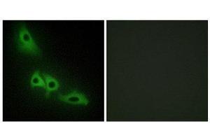 Immunofluorescence (IF) image for anti-Glycerol Kinase (GK) (C-Term) antibody (ABIN1849314) (Glycerol Kinase Antikörper  (C-Term))