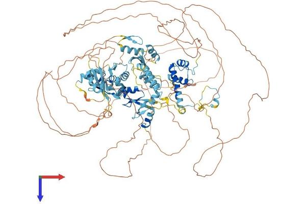 ADNP Protein (AA 1-1108) (His tag)