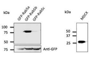 Anti-Rab5b Ab at 1/500 dilution; 293 cells transfected with GFP-Rab5; Iysates at 50 µg per Iane; rabbit polyclonal to goat IgG (HRP) at 1/10,000 dilution; (RAB5B Antikörper  (C-Term))