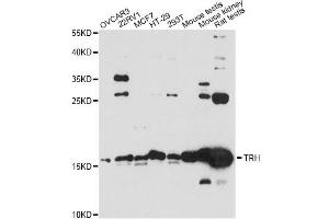 Western blot analysis of extracts of various cell lines, using KRBOX4 antibody (ABIN6289960) at 1:3000 dilution.