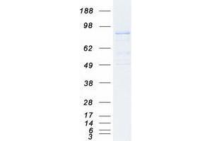 Validation with Western Blot (MFN2 Protein (Transcript Variant 1) (Myc-DYKDDDDK Tag))
