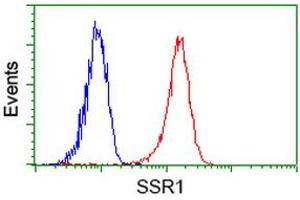 Image no. 2 for anti-Signal Sequence Receptor, alpha (SSR1) antibody (ABIN1501152) (SSR1 Antikörper)