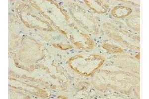 Immunohistochemistry of paraffin-embedded human kidney tissue using ABIN7170906 at dilution of 1:100 (SUCNR1 Antikörper  (AA 303-334))