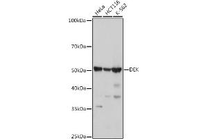 Western blot analysis of extracts of various cell lines, using DEK antibody (ABIN7266724) at 1:1000 dilution. (DEK Antikörper)