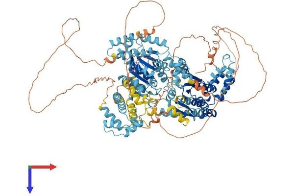 SMARCAD1 Protein (AA 1-1026) (His tag)