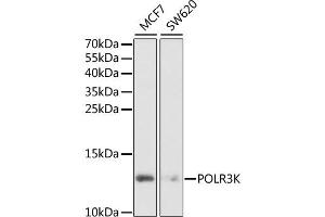 Western blot analysis of extracts of various cell lines, using POLR3K antibody (ABIN2564623) at 1:1000 dilution.