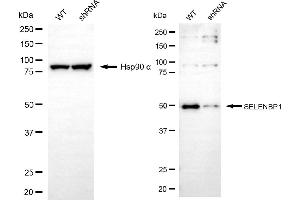 Western blotting analysis using SELENBP1 antibody (ABIN7800292).