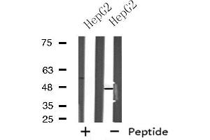 Western blot analysis of extracts from HepG2 cells using NPY5R antibody. (NPY5R Antikörper  (Internal Region))