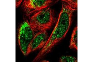 Immunofluorescent staining of U-2 OS cells with BNIP3L polyclonal antibody  (Green) shows localization to nuclear speckles and mitochondria. (BNIP3L/NIX Antikörper)