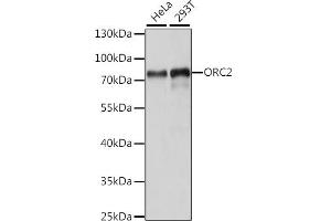 Western blot analysis of extracts of various cell lines, using ORC2 antibody (ABIN7269109) at 1:1000 dilution. (ORC2 Antikörper  (AA 458-577))