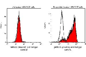 Flow Cytometry (FACS) image for anti-Replication Protein A2, 32kDa (RPA2) (pSer4), (pSer8) antibody (ABIN7453379) (Rekombinanter RPA2 Antikörper  (pSer4, pSer8))