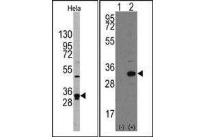 Image no. 3 for anti-Nanog Homeobox (NANOG) (AA 101-131), (Middle Region) antibody (ABIN357015) (Nanog Antikörper  (Middle Region))