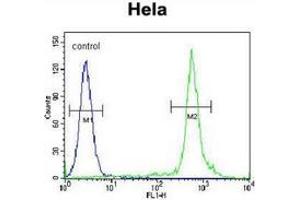 Flow Cytometry (FACS) image for anti-NK2 Homeobox 1 (NKX2-1) (AA 1-30), (N-Term) antibody (ABIN955203)