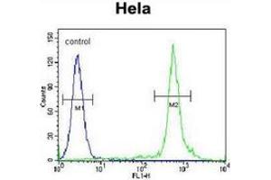 Flow cytometric analysis of Hela cells (right histogram) compared to a negative control cell (left histogram) using TTF1 / NKX2A  Antibody (N-term), followed by FITC-conjugated secondary antibodies. (NKX2-1 Antikörper  (N-Term))