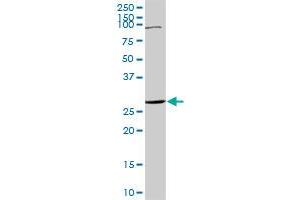 TNFRSF18 MaxPab rabbit polyclonal antibody.