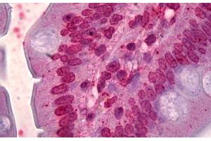 Anti-FOXQ1 antibody IHC staining of human small intestine. (FOXQ1 Antikörper  (AA 110-219))