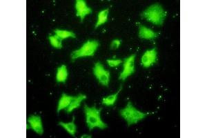 Immunofluorescence (IF) image for anti-X-Ray Repair Complementing Defective Repair in Chinese Hamster Cells 6 (XRCC6) (AA 397-603) antibody (ABIN7440050)