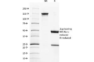 SDS-PAGE Analysis Purified CD137L-Monospecific Mouse Monoclonal Antibody (CD137L/1547). (TNFSF9 Antikörper)