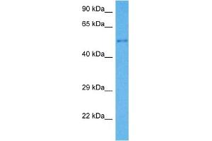 Western Blotting (WB) image for anti-Cytochrome P450, Family 1, Subfamily A, Polypeptide 1 (CYP1A1) (Middle Region) antibody (ABIN2776792)