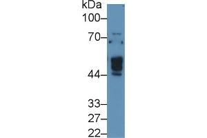 Detection of NAGa in Human 293T cell lysate using Polyclonal Antibody to N-Acetylgalactosaminidase Alpha (NAGa) (NAGA Antikörper  (AA 18-217))