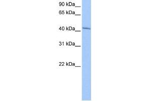 WB Suggested Anti-GSG1 Antibody Titration: 0. (GSG1 Antikörper  (N-Term))