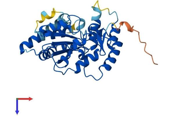 SULT4A1 Protein (AA 1-284) (His tag)