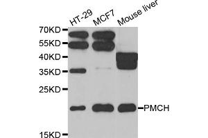 Western blot analysis of extracts of various cell lines, using PMCH antibody (ABIN5974038) at 1/1000 dilution. (PMCH Antikörper)