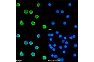 Immunofluorescence staining of fixed mouse splenocytes with anti-CD79b antibody HM79-16. (Rekombinanter CD79b Antikörper)