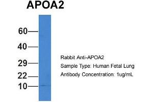 Host: Rabbit  Target Name: APOA2  Sample Tissue: Human Fetal Lung  Antibody Dilution: 1. (APOA2 Antikörper  (N-Term))