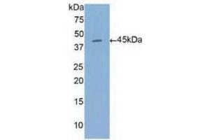 Western Blotting (WB) image for anti-Annexin A1 (ANXA1) (AA 1-346) antibody (ABIN7435877)