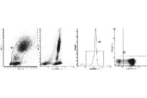 Image no. 1 for anti-Sialophorin (SPN) antibody (FITC) (ABIN1106375) (CD43 Antikörper  (FITC))