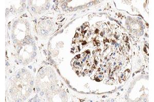 ABIN6276861 at 1/100 staining human kidney tissue sections by IHC-P. (Cadherin 13 Antikörper  (Internal Region))