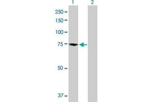 Western Blot analysis of ZBED1 expression in transfected 293T cell line by ZBED1 MaxPab polyclonal antibody. (ZBED1 Antikörper  (AA 1-694))