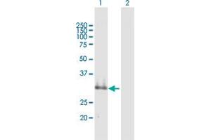 Western Blot analysis of SUSD4 expression in transfected 293T cell line by SUSD4 MaxPab polyclonal antibody. (SUSD4 Antikörper  (AA 1-290))