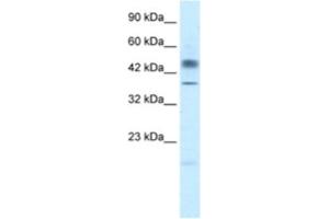 Western Blotting (WB) image for anti-POU Class 3 Homeobox 1 (POU3F1) antibody (ABIN2460645) (POU3F1 Antikörper)