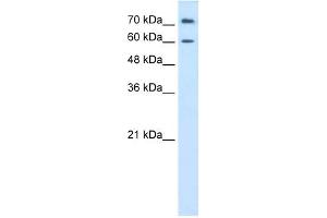 PRODH2 antibody used at 0. (PRODH2 Antikörper)