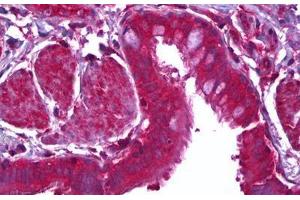 Anti-MFGE8 / MFG-E8 antibody IHC staining of human lung, epithelium. (MFGE8 Antikörper)