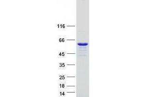 Western Blotting (WB) image for Rab Interacting Lysosomal Protein (RILP) protein (Myc-DYKDDDDK Tag) (ABIN2730924)