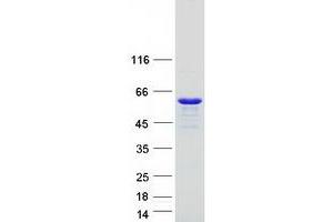 RILP Protein (Myc-DYKDDDDK Tag)