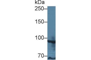 Western Blot; Sample: Human MCF7 cell lysate; Primary Ab: 1µg/ml Rabbit Anti-Human TAF2 Antibody Second Ab: 0. (TAF2 Antikörper  (AA 918-1199))