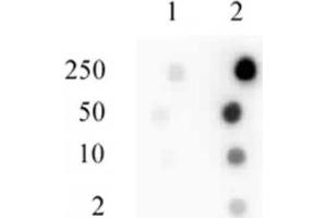 Sp1 phospho Ser101 antibody tested by dot blot analysis.