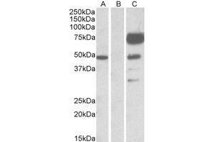 Western Blotting (WB) image for anti-Angiopoietin 1 (ANGPT1) (Internal Region) antibody (ABIN2464478) (Angiopoietin 1 Antikörper  (Internal Region))