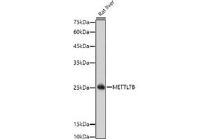 Western blot analysis of extracts of Rat liver, using METTL7B antibody (ABIN6128288, ABIN6143779, ABIN6143781 and ABIN6223026) at 1:1000 dilution. (METTL7B Antikörper  (AA 55-244))